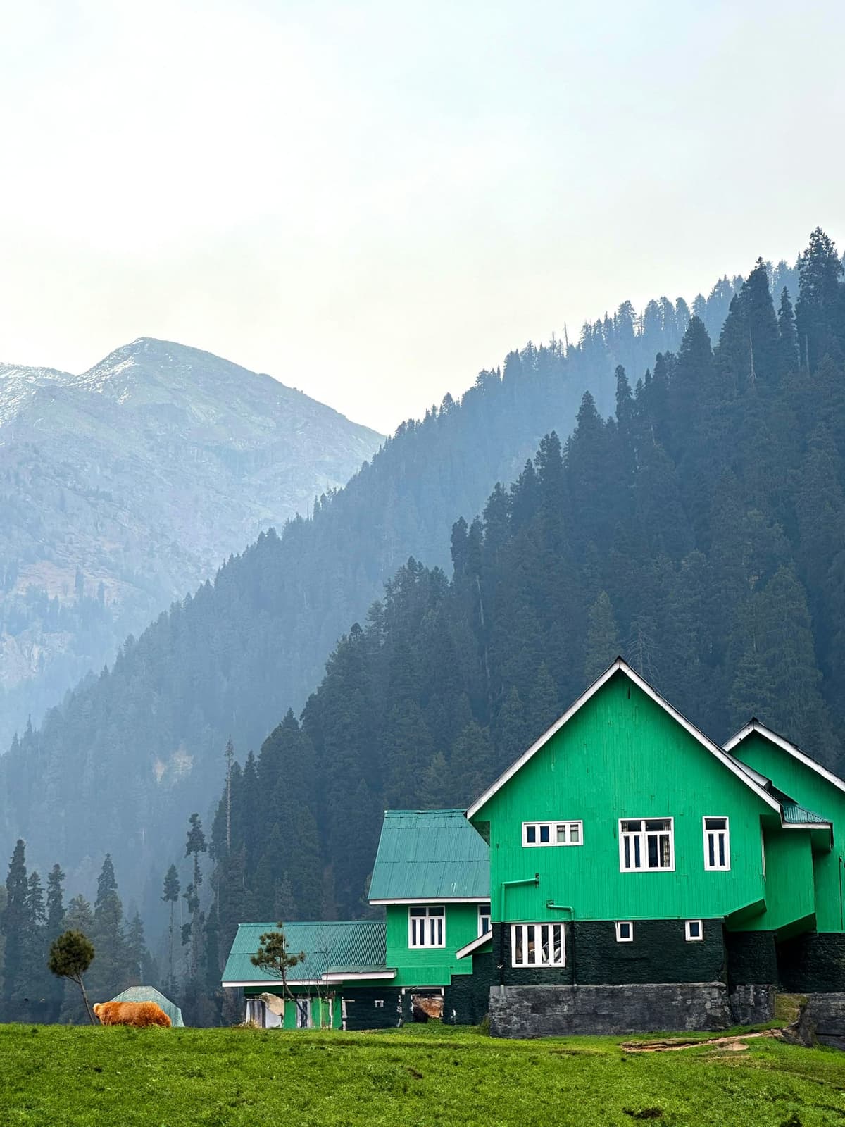 Deodar & Stone — 3