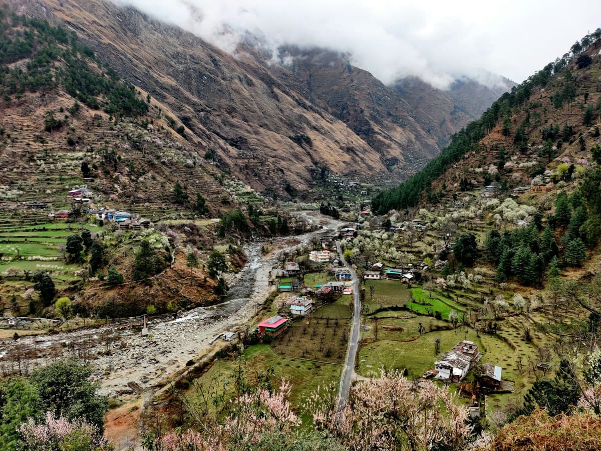 Deodar & Stone — 6