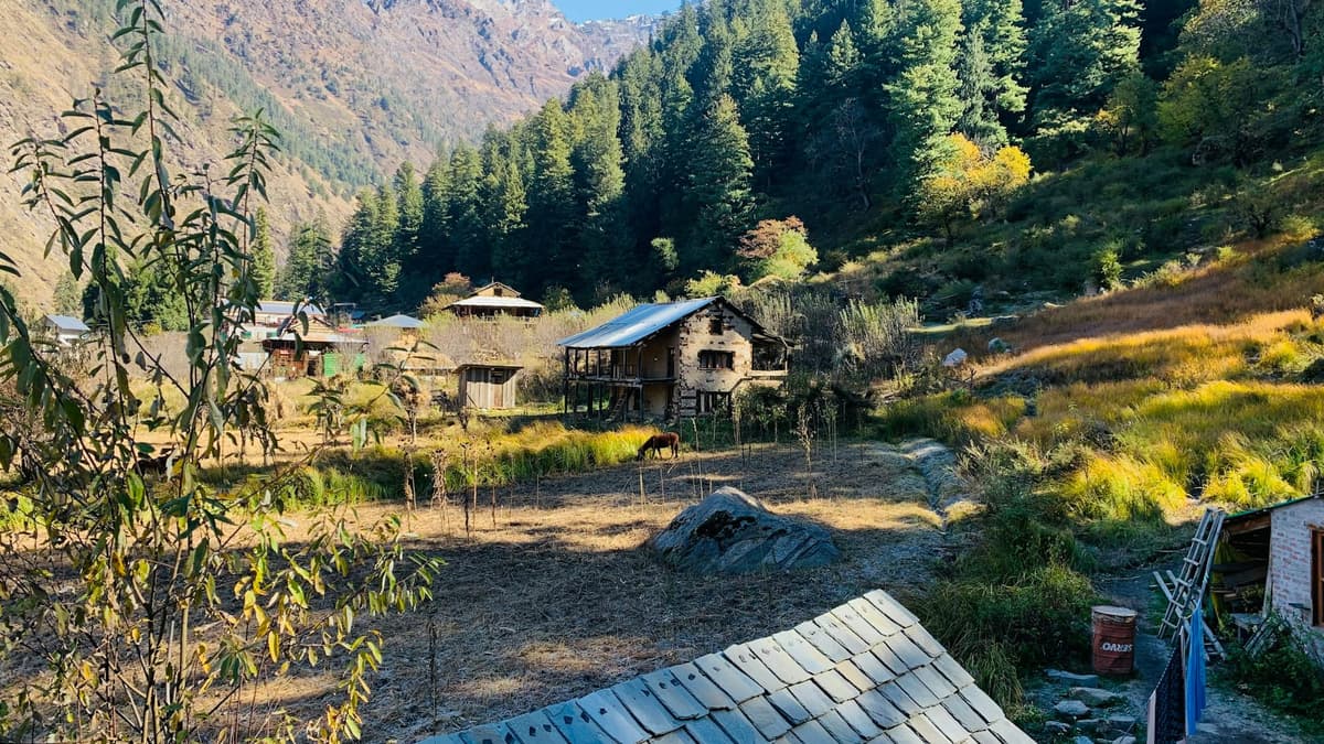 Deodar & Stone — 1