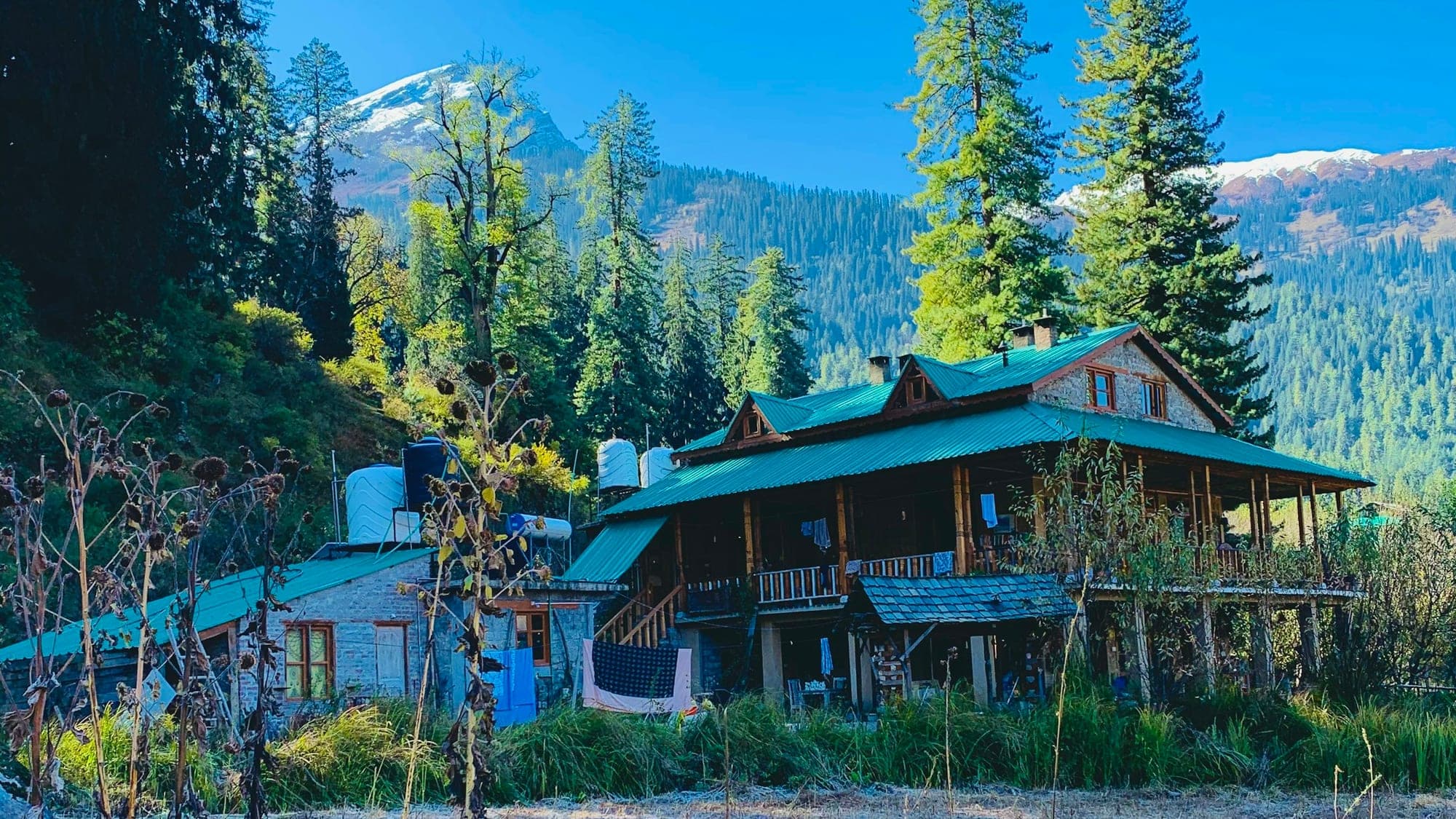 The homestay's wooden house under deodar trees, with snow peaks behind